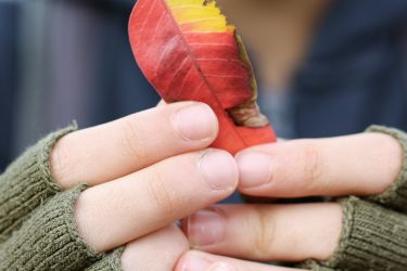 Parmaksız yeşil örgü eldivenli ellerde tutulan kırmızı-sarı bir sonbahar yaprağı